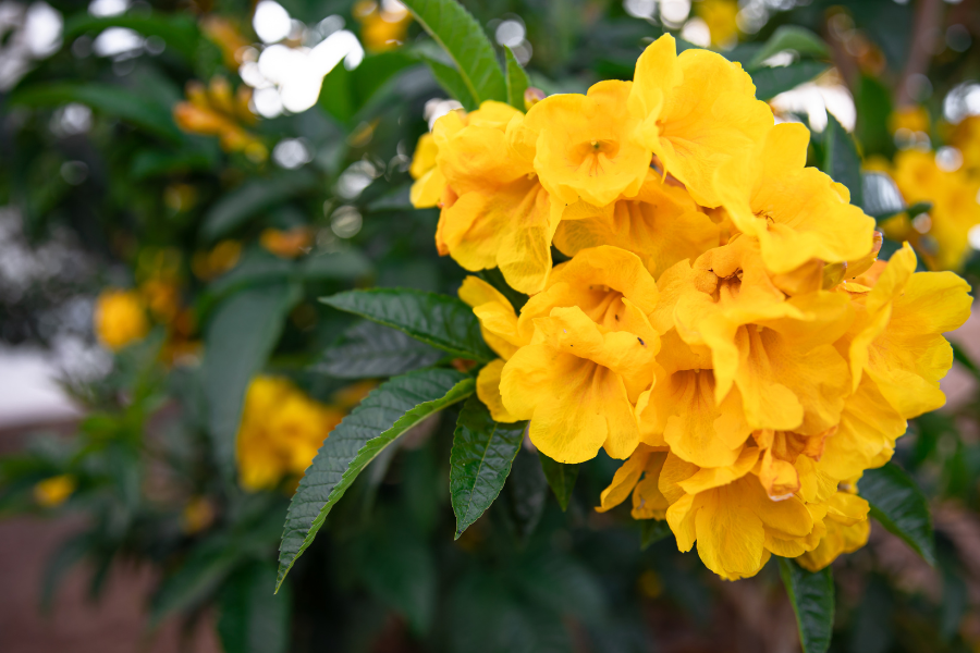 alamanda