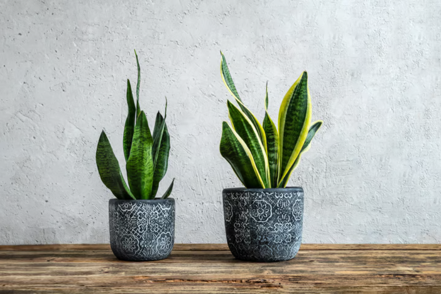 lidah mertua aglaonema dan monstera di depan rumah